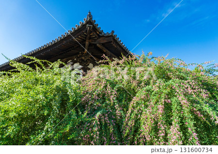 奈良県奈良市　元興寺　萩の花と極楽坊本堂 131600734