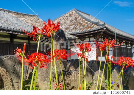 奈良県奈良市 元興寺 彼岸花と石仏 奈良県奈良市 元興寺 彼岸花と石仏 131600742