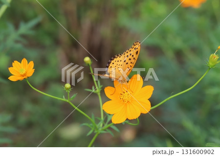 秋の公園に咲くオレンジ色のキバナコスモスの花の蜜を吸うツマグロヒョウモン蝶のオス 131600902