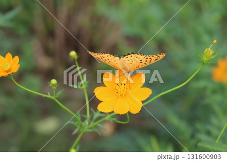 秋の公園に咲くオレンジ色のキバナコスモスの花の蜜を吸うツマグロヒョウモン蝶のオス 131600903