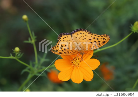 秋の公園に咲くオレンジ色のキバナコスモスの花の蜜を吸うツマグロヒョウモン蝶のオス 131600904