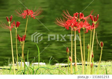 咲き始めの彼岸花クローズアップ 131601253