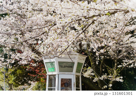 横浜・山手　元町公園の桜 131601301