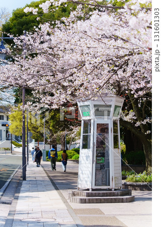 横浜・山手　元町公園の桜 131601303