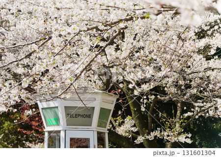 横浜・山手 元町公園の桜 横浜・山手 元町公園の桜 131601304