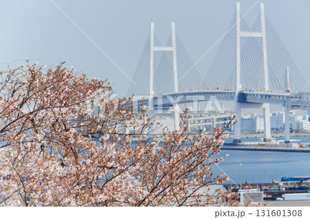横浜の海岸の風景 桜の木と横浜ベイブリッジ 横浜の海岸の風景 桜の木と横浜ベイブリッジ 131601308