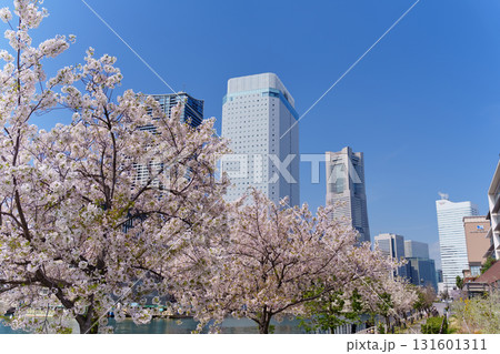 横浜・みなとみらい　運河沿いに咲く桜 131601311