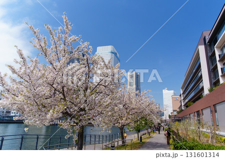 横浜・みなとみらい　運河沿いに咲く桜 131601314