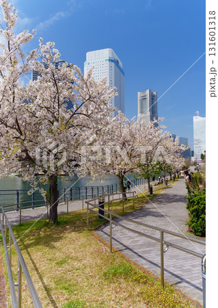 横浜・みなとみらい 運河沿いに咲く桜 横浜・みなとみらい 運河沿いに咲く桜 131601318