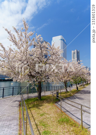横浜・みなとみらい　運河沿いに咲く桜 131601319
