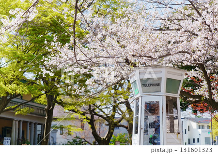 横浜・山手　元町公園の桜 131601323