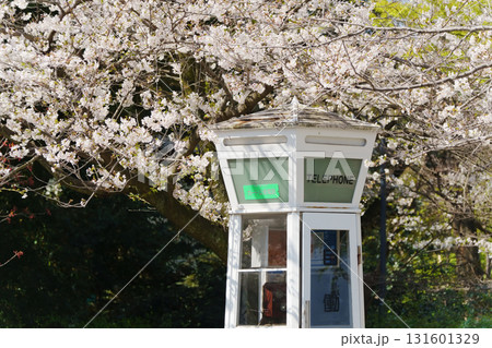 横浜・山手 元町公園の桜 横浜・山手 元町公園の桜 131601329