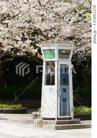 横浜・山手　元町公園の桜 131601330