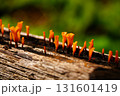 木に生えるキノコ 131601419