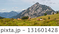 landscape with lying cows on pasture, Postalm plateau with mountains in the Dachstein Alps, Austria 131601428