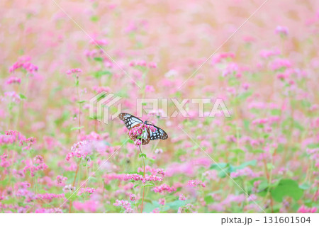 赤そばの花とアサギマダラ 赤そばの花とアサギマダラ 131601504