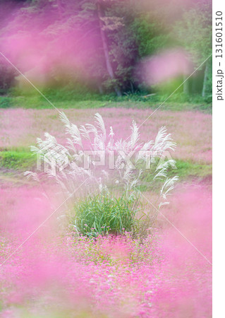 赤そば畑のススキ　箕輪町 131601510