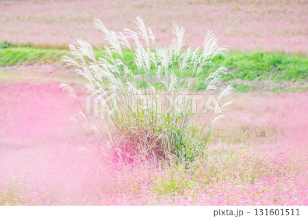 赤そば畑のススキ 箕輪町 赤そば畑のススキ 箕輪町 131601511