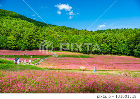 赤そばの里　箕輪町 131601519