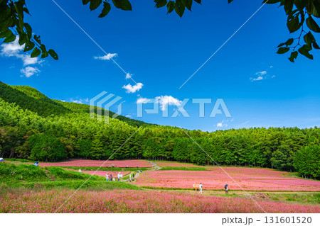 赤そばの里 箕輪町 赤そばの里 箕輪町 131601520