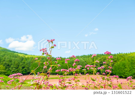 赤そばの花　 131601522
