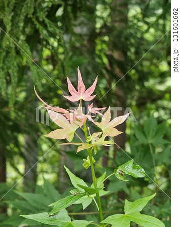 もみじの若葉 もみじの若葉 131601662