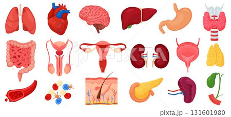 Realistic human internal organs icons set with lungs, kidneys, stomach, intestines, brain, heart, spleen and liver, skin, artery, blood, etc., vector flat illustration Realistic human internal organs icons set with lungs, kidneys, stomach, intestines, brain, heart, spleen and liver, skin, artery, blood, etc., vector flat illustration 131601980