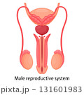 Male reproductive system , isolated on white background. Front view. Vector illustration, flat design 131601983