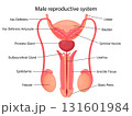 Male reproductive system with indicated main parts, isolated on white background. Front view. Vector illustration, flat design 131601984