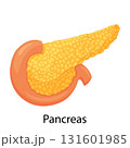 Pancreas, human internal organ anatomy vector Illustration on a white background, flat design 131601985