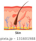 Human skin. Layered epidermis with hair follicle, sweat and sebaceous glands. Healthy skin anatomy medical vector illustration. Dermis and epidermis skin, hypodermis, flat design 131601988
