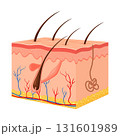 Human skin. Layered epidermis with hair follicle, sweat and sebaceous glands. Healthy skin anatomy medical vector 3d illustration. Dermis and epidermis skin, hypodermis, flat design 131601989