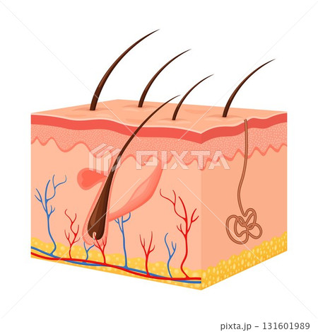 Human skin. Layered epidermis with hair follicle, sweat and sebaceous glands. Healthy skin anatomy medical vector 3d illustration. Dermis and epidermis skin, hypodermis, flat design Human skin. Layered epidermis with hair follicle, sweat and sebaceous glands. Healthy skin anatomy medical vector 3d illustration. Dermis and epidermis skin, hypodermis, flat design 131601989