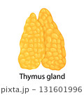 Thymus gland color icon. Primary hematopoietic organ. Isolated vector flat illustration 131601996