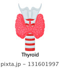 Thyroid. Human organ isolated on white background. Vector illustration. Flat design 131601997