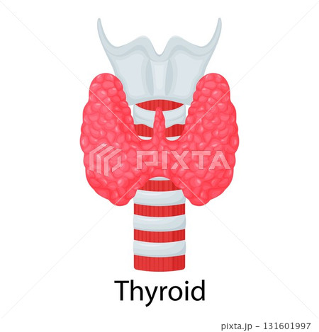 Thyroid. Human organ isolated on white background. Vector illustration. Flat design Thyroid. Human organ isolated on white background. Vector illustration. Flat design 131601997