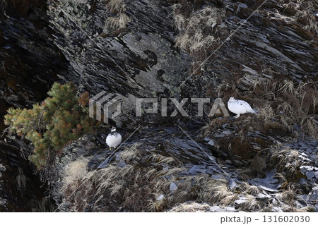 断崖で休むライチョウのつがい 断崖で休むライチョウのつがい 131602030