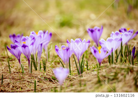 Spring crocus flowers in the grass, Easter seasonal background 131602116