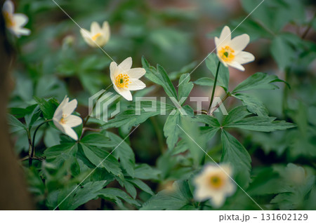 White anemone flowers growing in spring forest, natural seasonal background White anemone flowers growing in spring forest, natural seasonal background 131602129