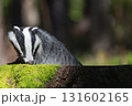 Closeup view of European badger in forest. 131602165