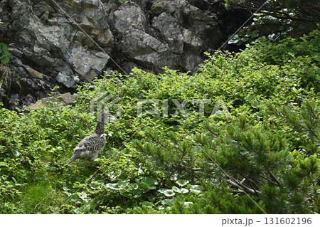 雷鳥、仙丈ヶ岳登山、山梨県 雷鳥、仙丈ヶ岳登山、山梨県 131602196