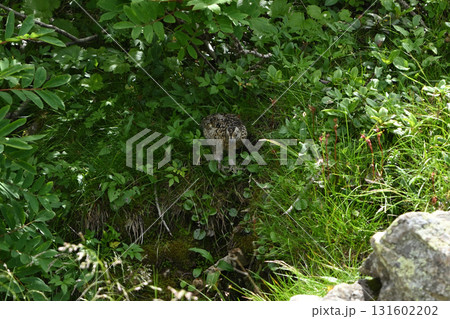 雷鳥、仙丈ヶ岳登山、山梨県 雷鳥、仙丈ヶ岳登山、山梨県 131602202