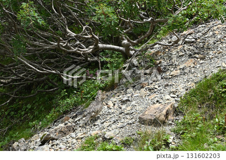 雷鳥、仙丈ヶ岳登山、山梨県 131602203