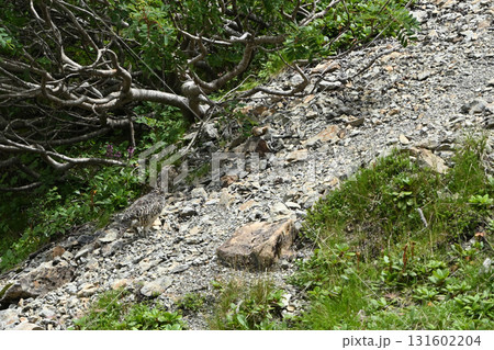 雷鳥、仙丈ヶ岳登山、山梨県 131602204