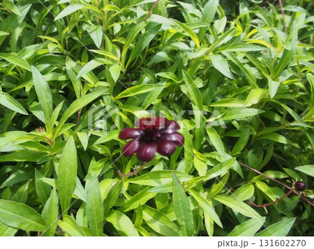 チョコレートコスモス 131602270