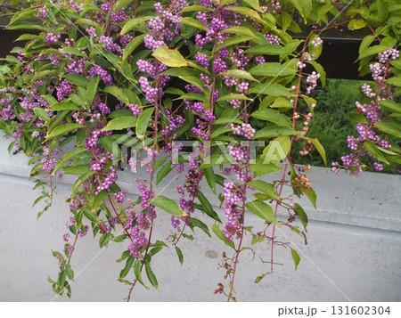 春の花壇に咲く紫の花 春の花壇に咲く紫の花 131602304