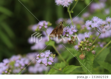 秋の公園に咲く紫色のアゲラタムの花の蜜を吸うチャバネセセリ蝶 秋の公園に咲く紫色のアゲラタムの花の蜜を吸うチャバネセセリ蝶 131602319