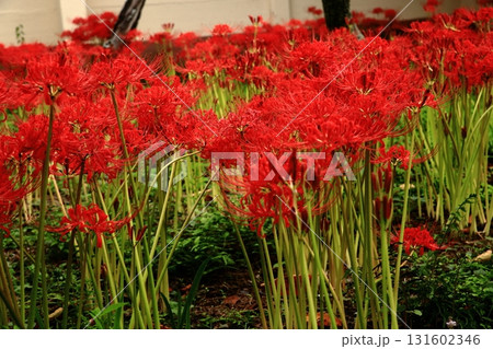 鎌倉寺院の彼岸花 131602346