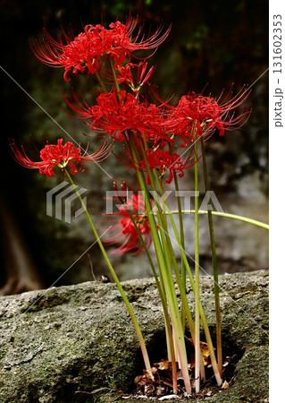 鎌倉寺院の彼岸花 131602353