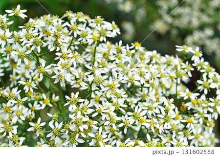 植物:シロヨメナ キク科 植物:シロヨメナ キク科 131602588